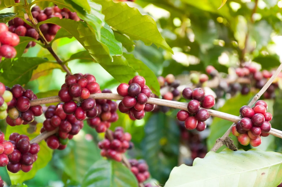 Ripe red coffee cherries on the branch, ready for selective picking