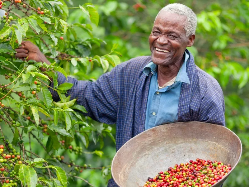 A coffee farmer holding a tray of freshly picked red cherries
