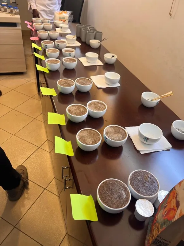Cupping bowls in a row, grounds floated, labels beside each bowl