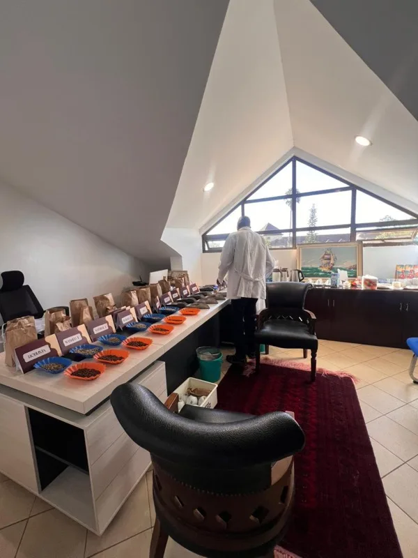 The sample bench at the cupping lab, trays and bags lined up