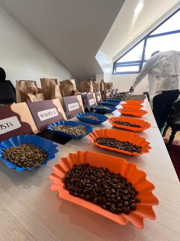 Grading trays of green and roasted samples, labelled by lot