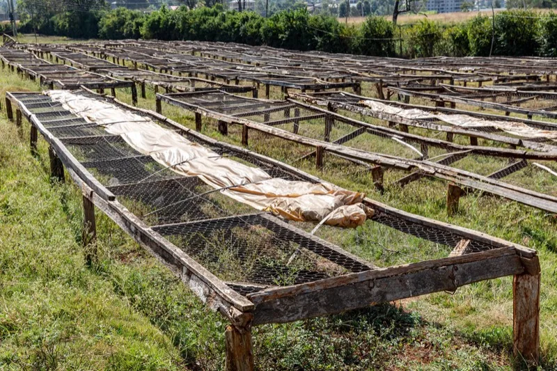 Rows of raised drying beds at Fairview Coffee Estate, Kiambu