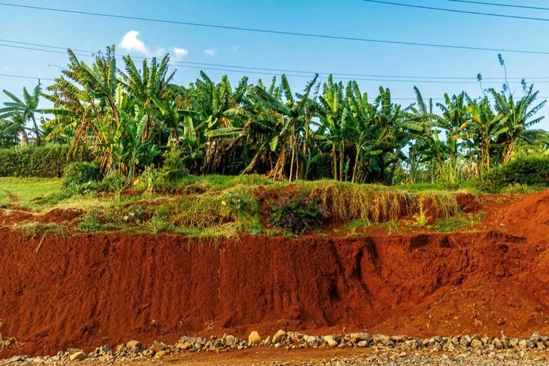 Deep red volcanic soil in a roadside cutting near Nyeri, banana trees above
