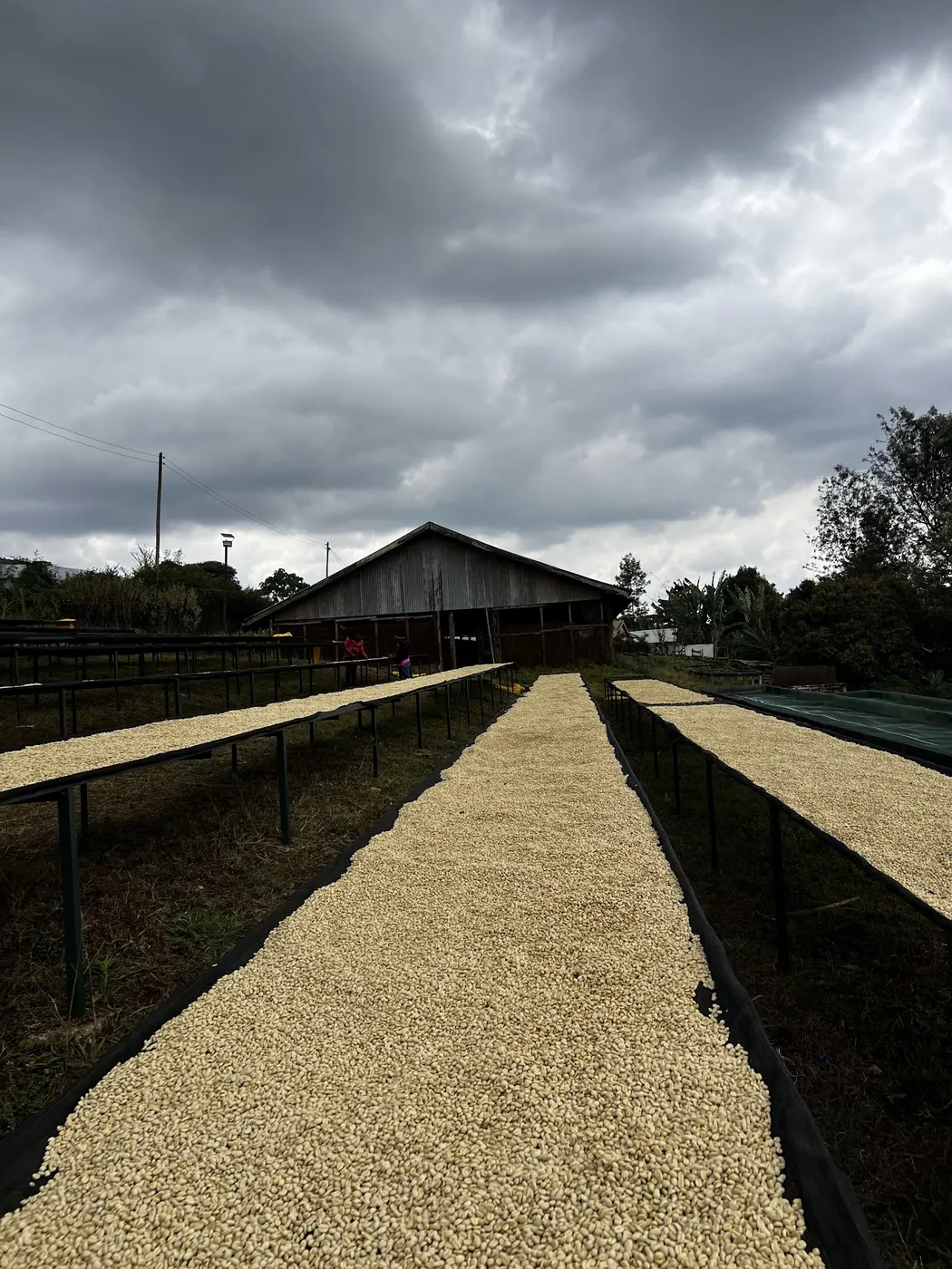 Long raised drying beds covered with pale parchment coffee, leading to a timber shed under an overcast sky.