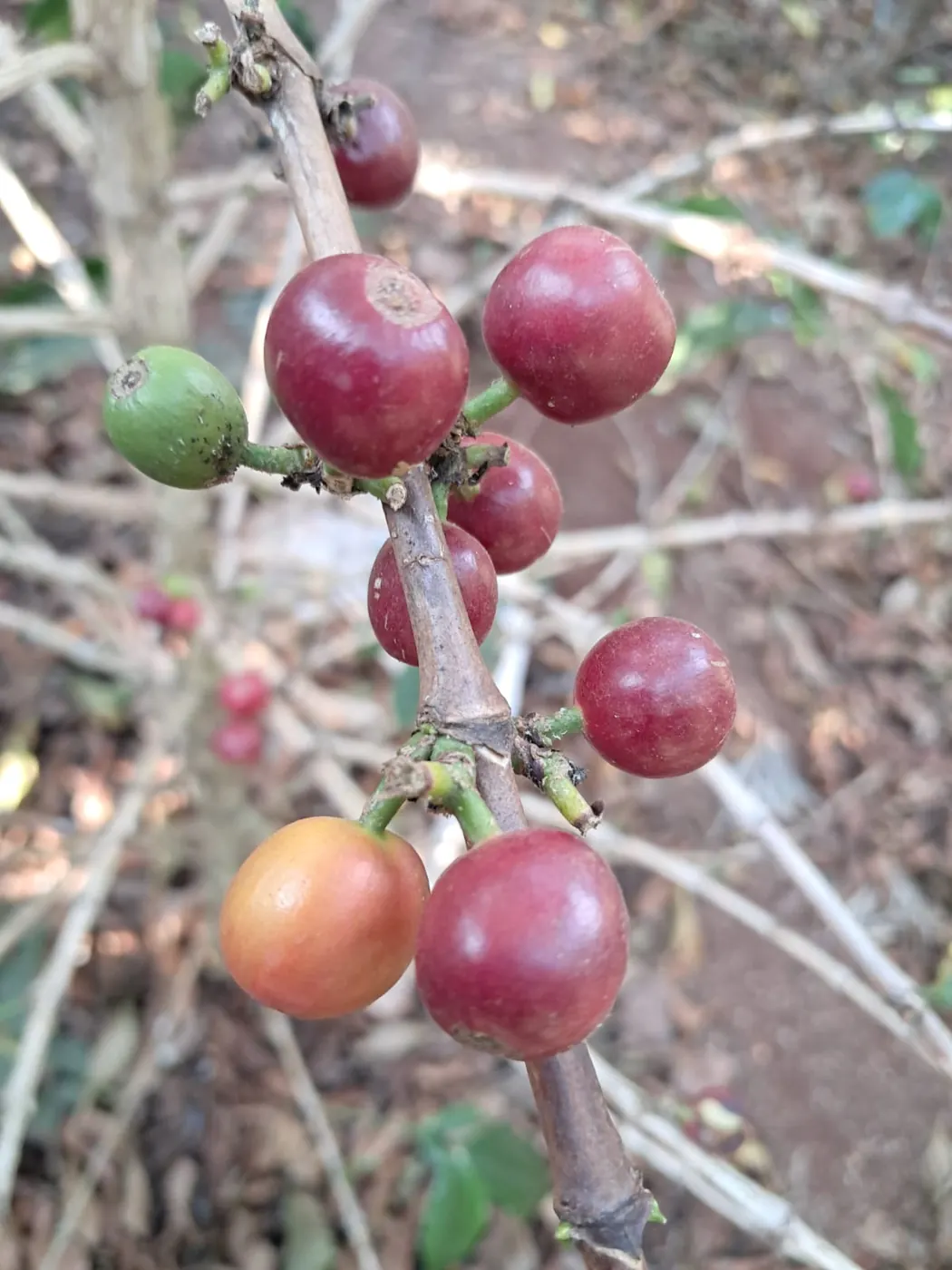 Close-up of a coffee branch carrying dark red ripe cherries, one orange cherry and one green cherry.